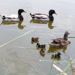 anatre parco Ducos